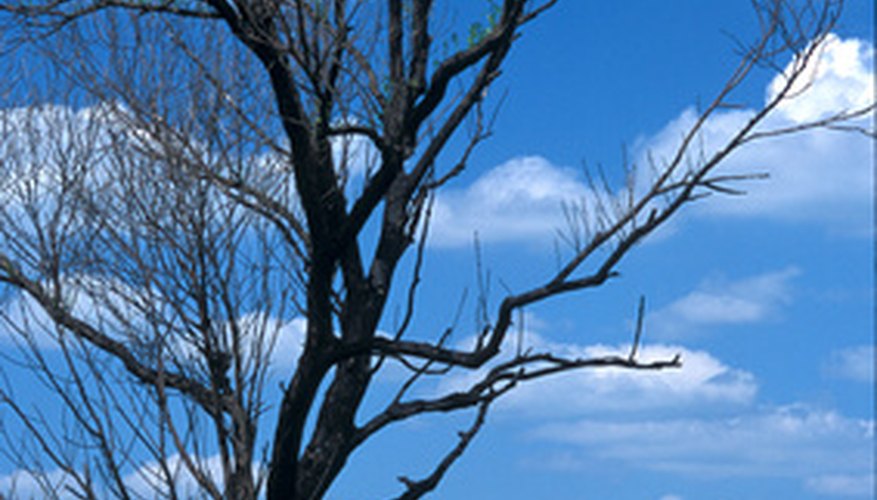 The black willow often leans in one direction as it grows. The black willow often leans in one direction as it grows.