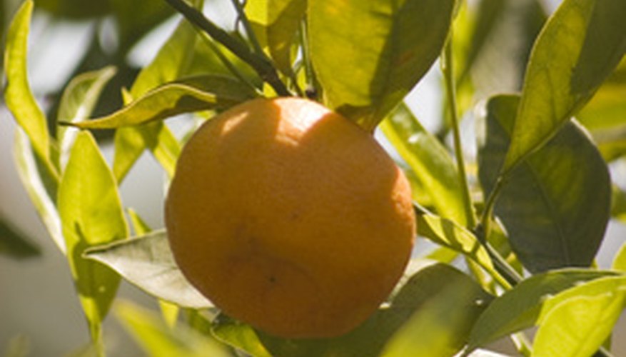 clementine oranges season