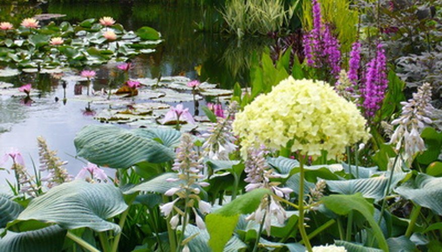 Create a natural landscape with a water garden. Create a natural landscape with a water garden.