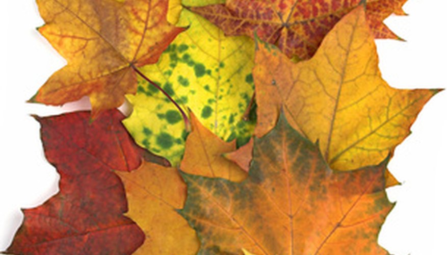 Sugar maple leaves in a variety of colors Sugar maple leaves in a variety of colors