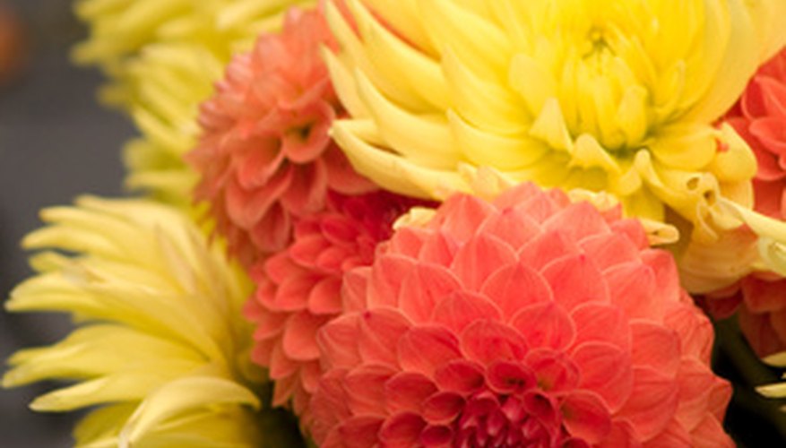 Colorful dahlias add variety to the flower bed. Colorful dahlias add variety to the flower bed.