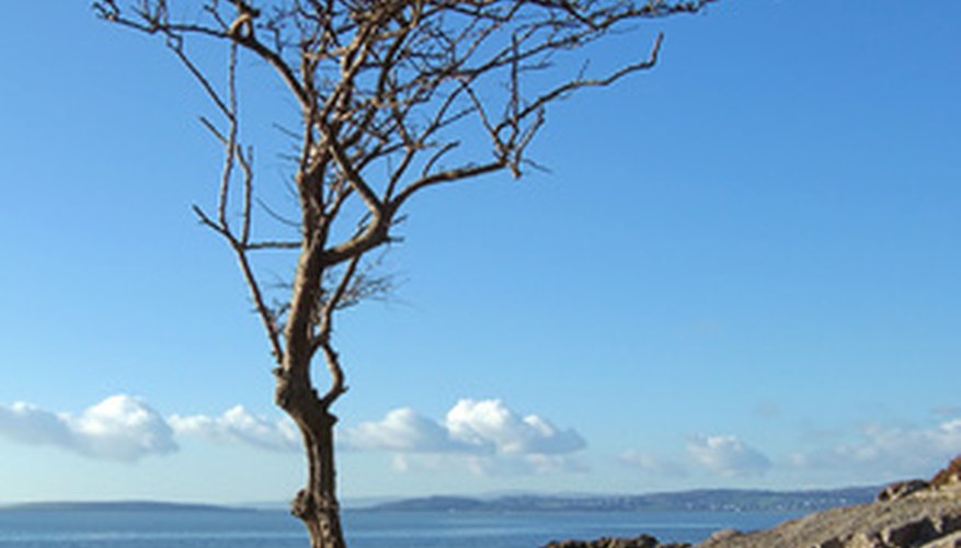 Fruit trees can thrive on the coast with proper care and selection. Fruit trees can thrive on the coast with proper care and selection.