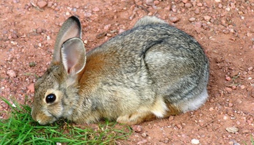 Rabbit Rabbit