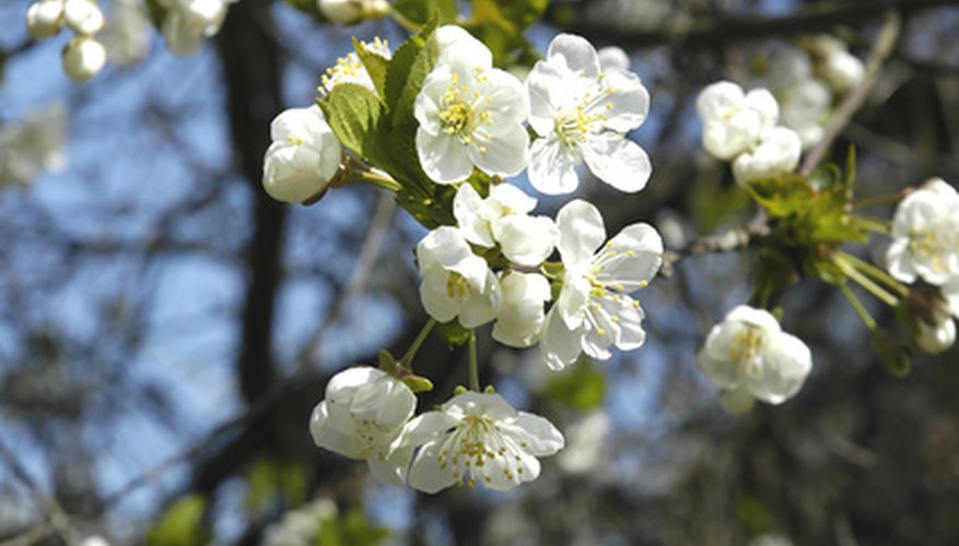 Cherry tree in bloom Cherry tree in bloom