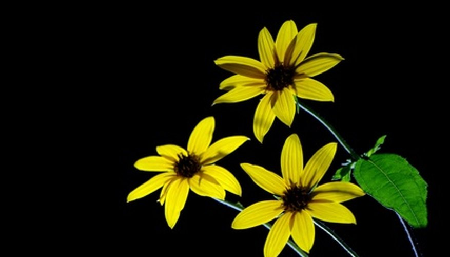 Jerusalem Artichoke Jerusalem Artichoke