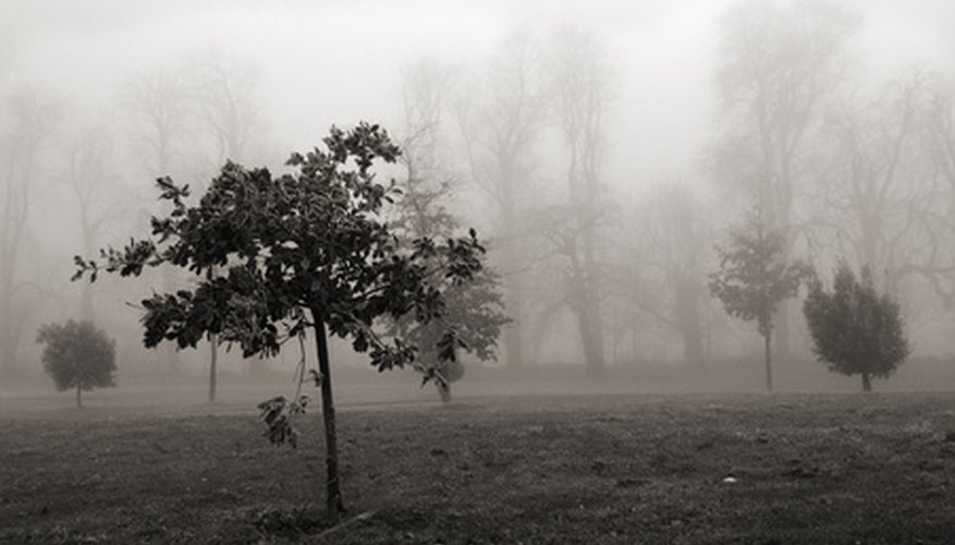 Trees in East Texas must survive heat, humidity, hurricanes and ice storms. Trees in East Texas must survive heat, humidity, hurricanes and ice storms.