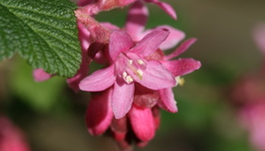 Some plants produce flowers when they turn into adults. Some plants produce flowers when they turn into adults.