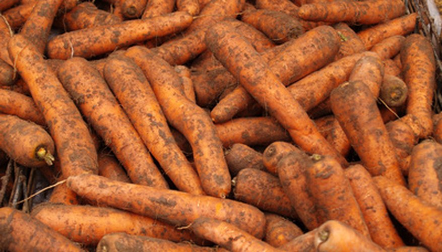 You can store carrots grown in the spring until winter. You can store carrots grown in the spring until winter.