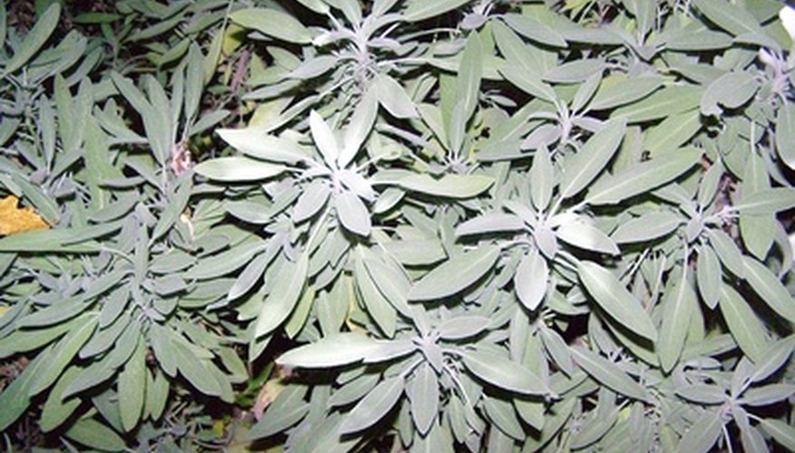 Common or garden sage plant. Common or garden sage plant.