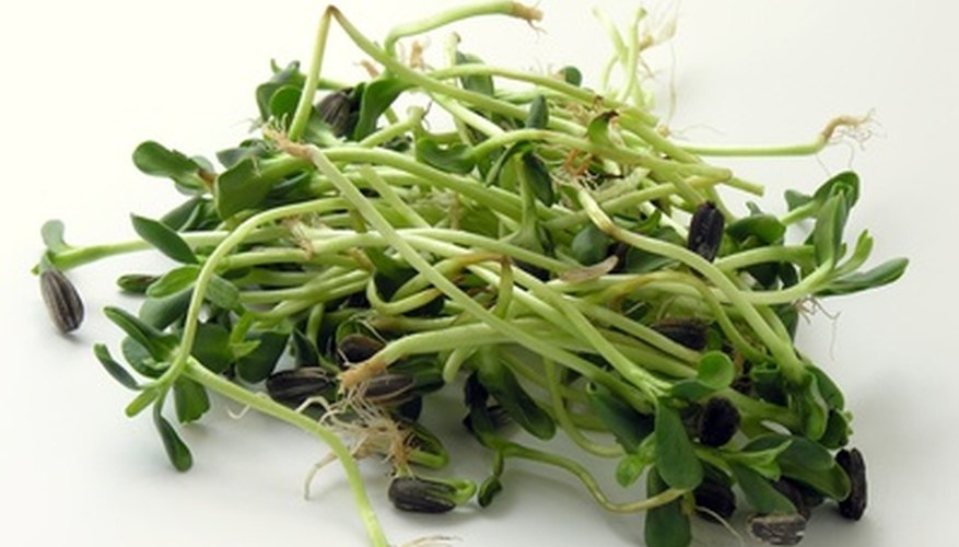 Sunflower hulls are visible on these sprouts. Sunflower hulls are visible on these sprouts.