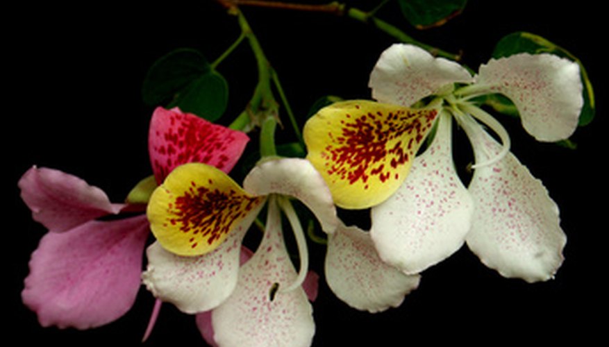 Orchid tree flowers look very much like their namesake. Orchid tree flowers look very much like their namesake.