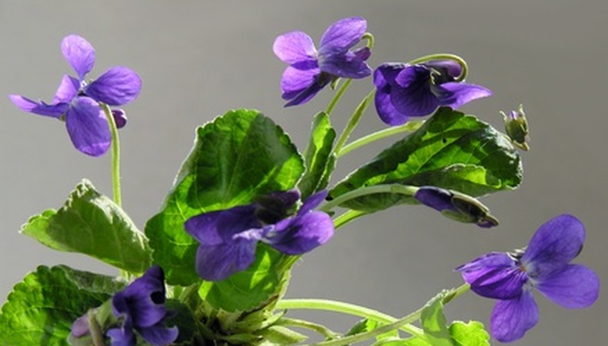 Wild violets can be potted for indoors. Wild violets can be potted for indoors.