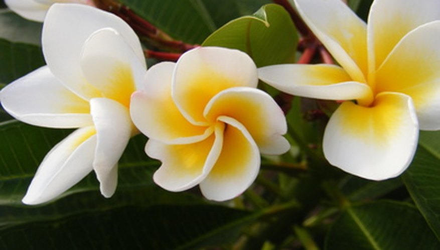 Frangipani flower Frangipani flower