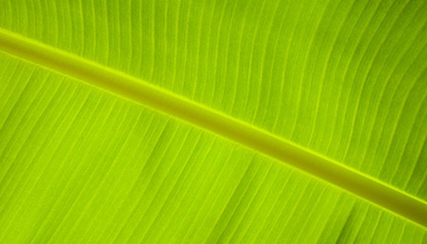 Red Abyssinian banana leaves have a red tinge to them. Red Abyssinian banana leaves have a red tinge to them.