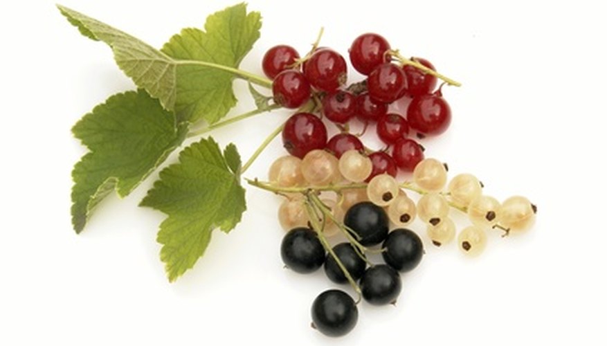 Currants experience some fungal diseases. Currants experience some fungal diseases.