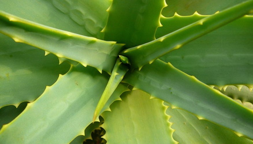 How To Split An Aloe Plant In Two Garden Guides 0824