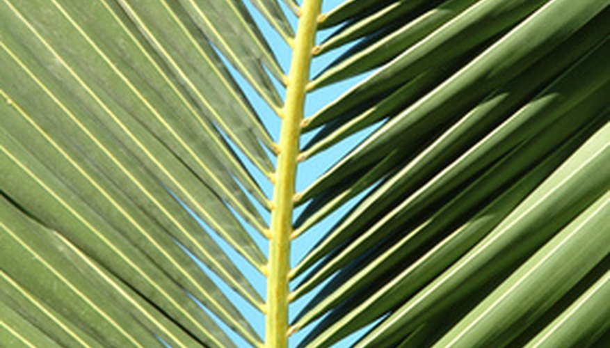 A painted palm frond can add beauty to any object in your home. A painted palm frond can add beauty to any object in your home.