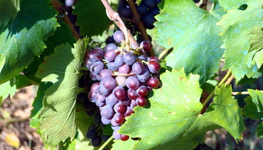 Muscadine grapes that are Muscadine grapes that are