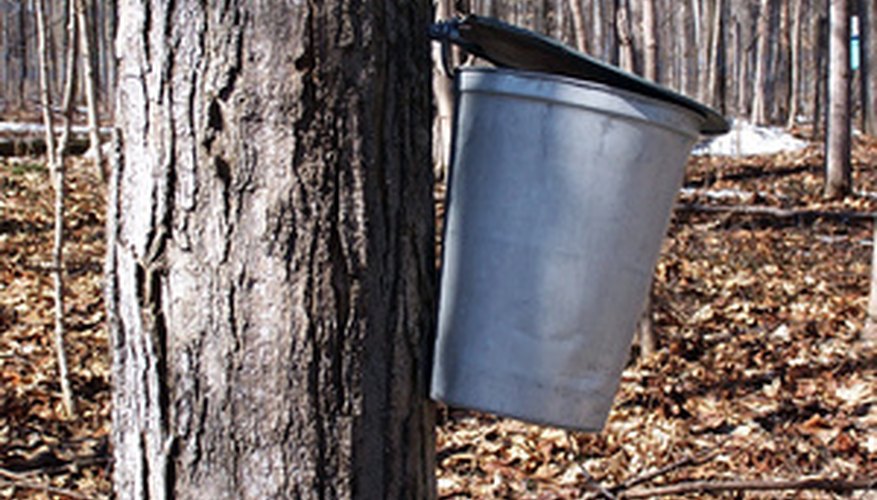 Maple sap collection Maple sap collection