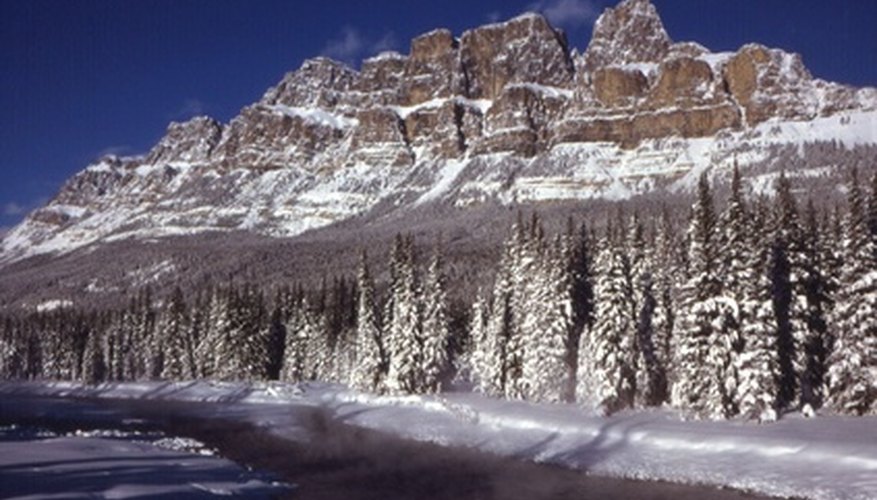 Alberta's harsh winters cause extra stress on transplanted trees. Alberta's harsh winters cause extra stress on transplanted trees.