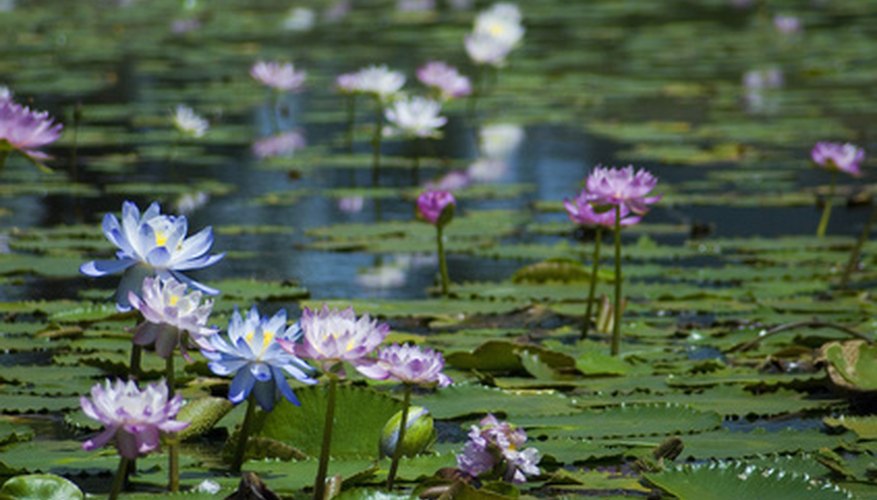 Water lilies bloom in various shades and colors. Water lilies bloom in various shades and colors.