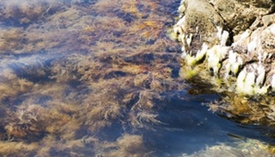 Seaweed Seaweed