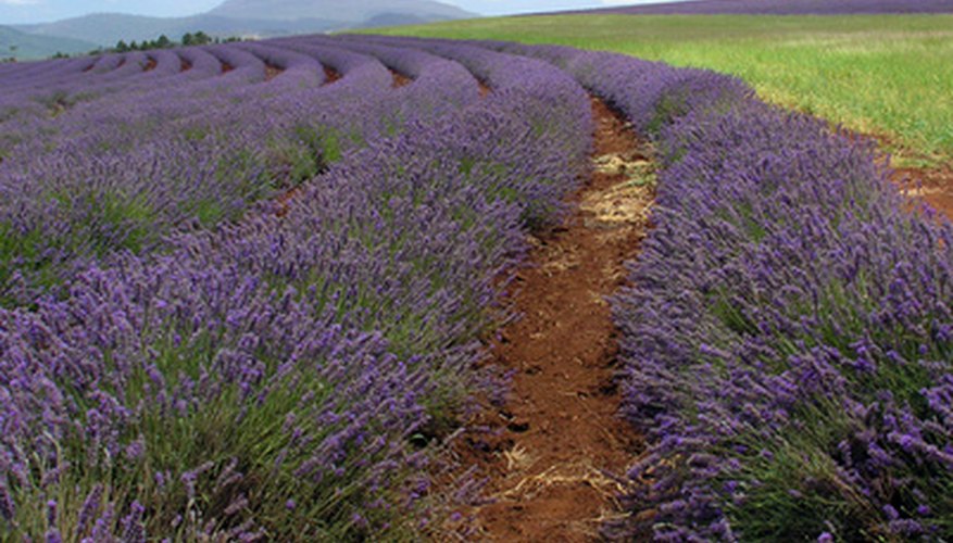 Lavender provides beauty in the garden and relaxation for the mind. Lavender provides beauty in the garden and relaxation for the mind.
