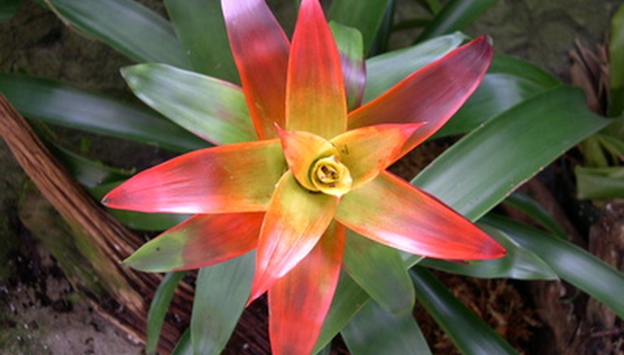 Many beautiful drought-tolerant plants exist. Many beautiful drought-tolerant plants exist.