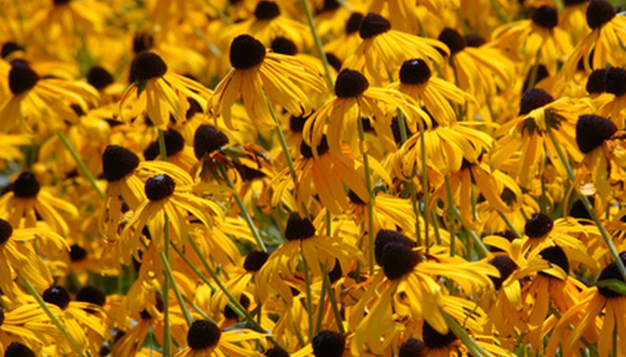 Northern Florida natives occur in large numbers. Northern Florida natives occur in large numbers.