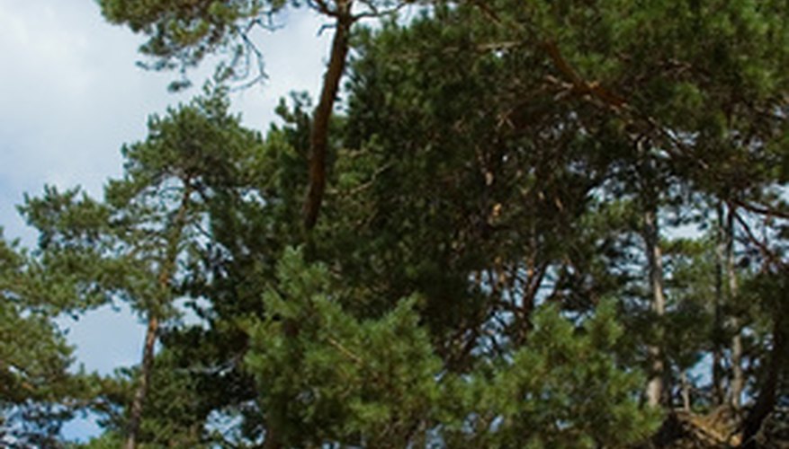Most, but not all, conifer species are evergreen. Most, but not all, conifer species are evergreen.