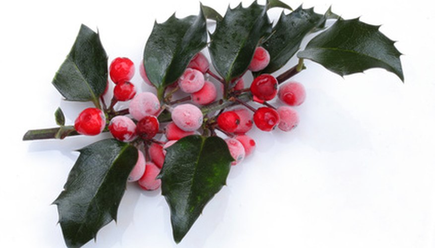 Burford holly shrubs provide color throughout the year. Burford holly shrubs provide color throughout the year.