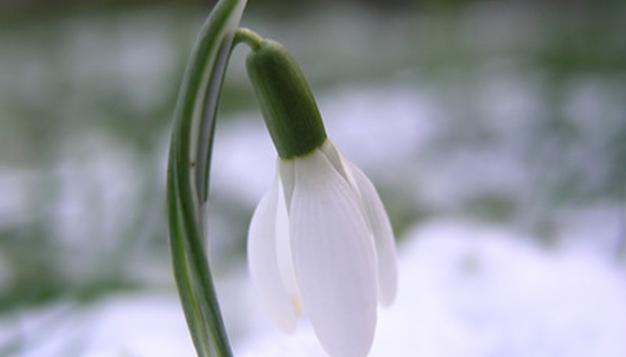Snowdrop flower. Snowdrop flower.