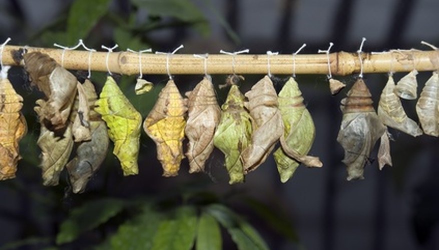 types-of-cocoons-sciencing