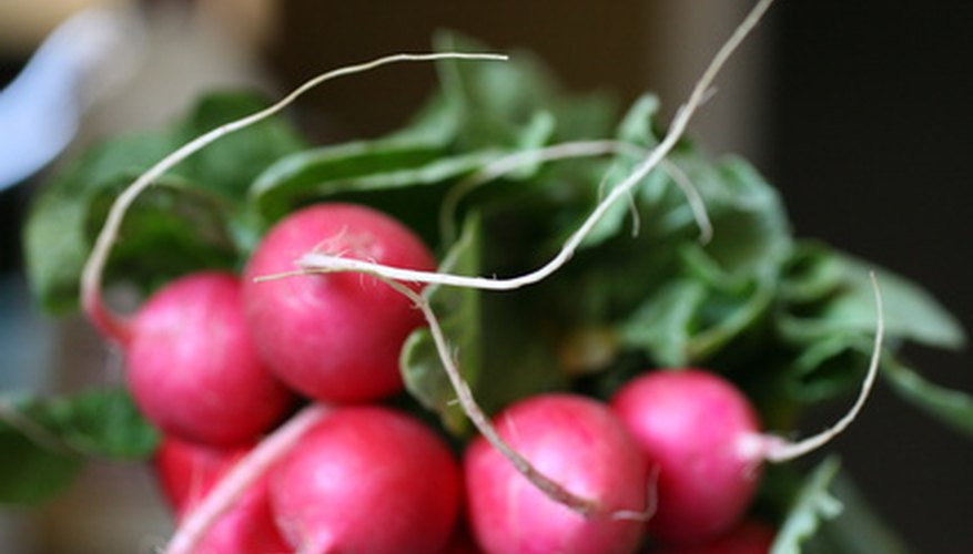 Radishes can be added to salads, steamed or added to a vegetable plate. Radishes can be added to salads, steamed or added to a vegetable plate.