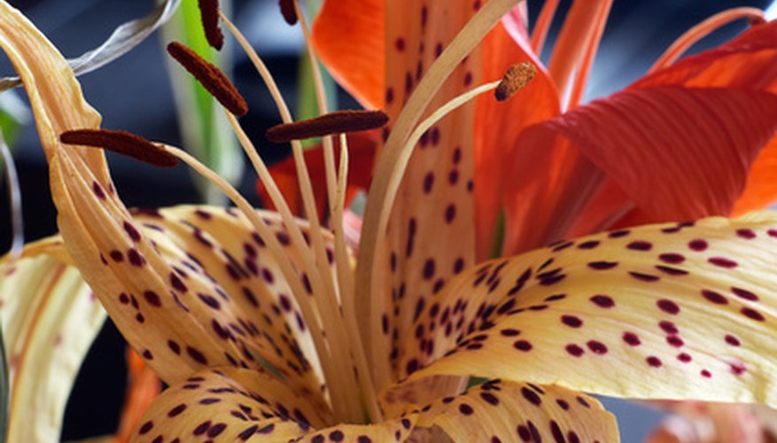 Breeders have widened tiger lily's color range. Breeders have widened tiger lily's color range.