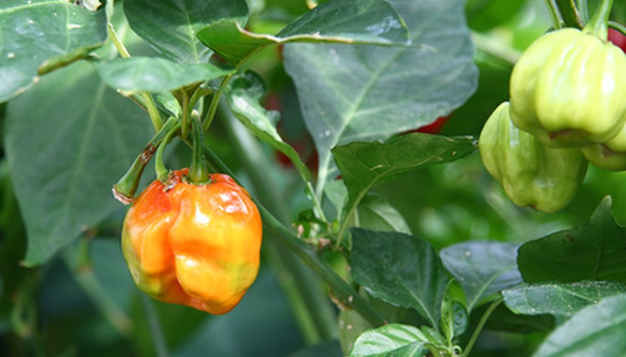 Habaneros ripening on a plant. Habaneros ripening on a plant.