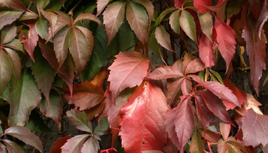 Ivy foliage in fall Ivy foliage in fall