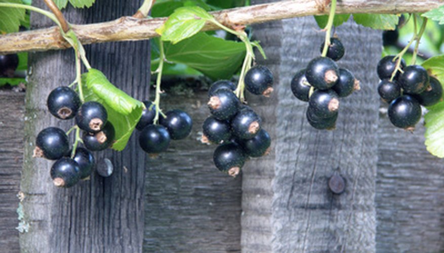 Small black currants have a powerful flavor that makes a traditional sweet wine. Small black currants have a powerful flavor that makes a traditional sweet wine.