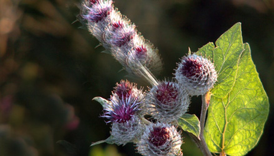 How to Select an Herbicide to Eradicate Thistles Garden Guides