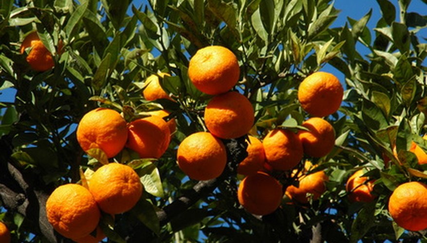 Florida oranges susceptible to sudden freeze. Florida oranges susceptible to sudden freeze.