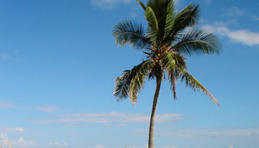 Tropical Florida Tropical Florida
