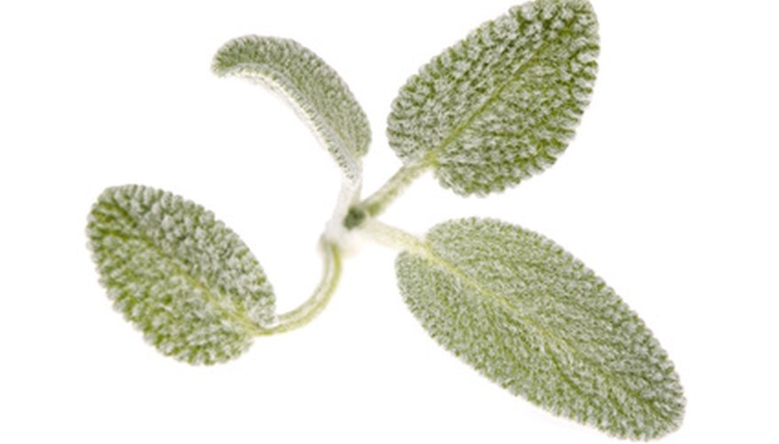 Sage is thought to cure indigestion and other digestive problems. Sage is thought to cure indigestion and other digestive problems.