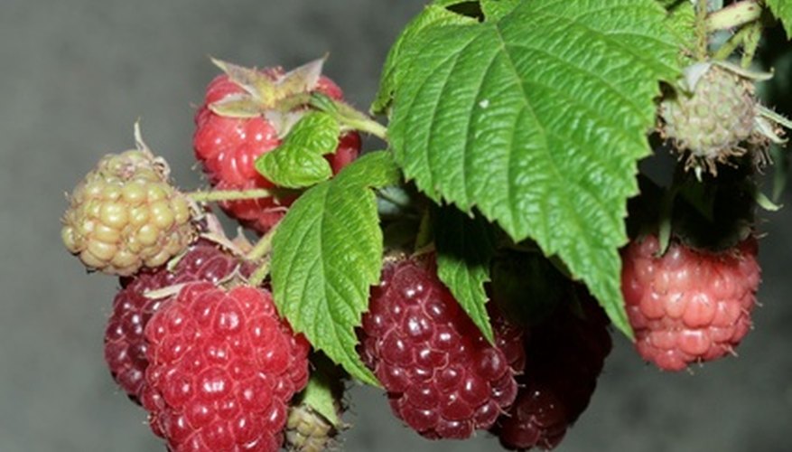 Raspberry leaves can be difficult to identify without fruit. Raspberry leaves can be difficult to identify without fruit.