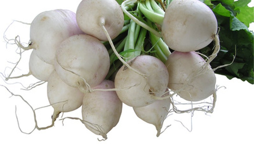 Turnips and potatoes are cold weather crops Turnips and potatoes are cold weather crops