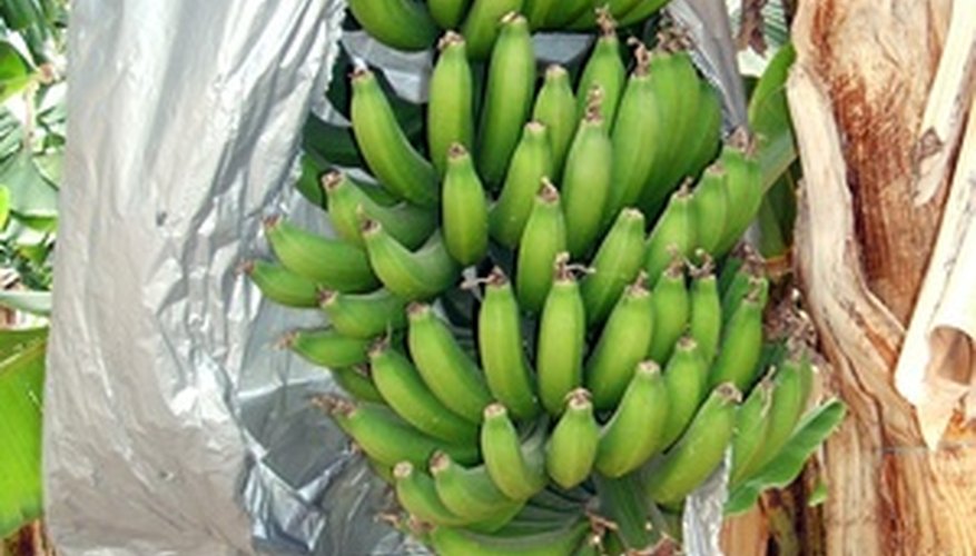 Wrapping bunches of bananas on the plant protects the fruit. Wrapping bunches of bananas on the plant protects the fruit.