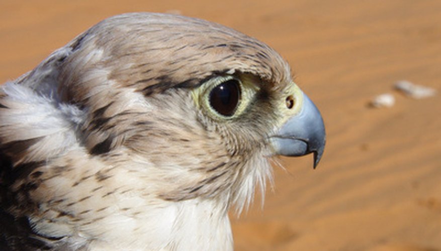 Many desert birds rely on the nectar of the quiver tree for food. Many desert birds rely on the nectar of the quiver tree for food.