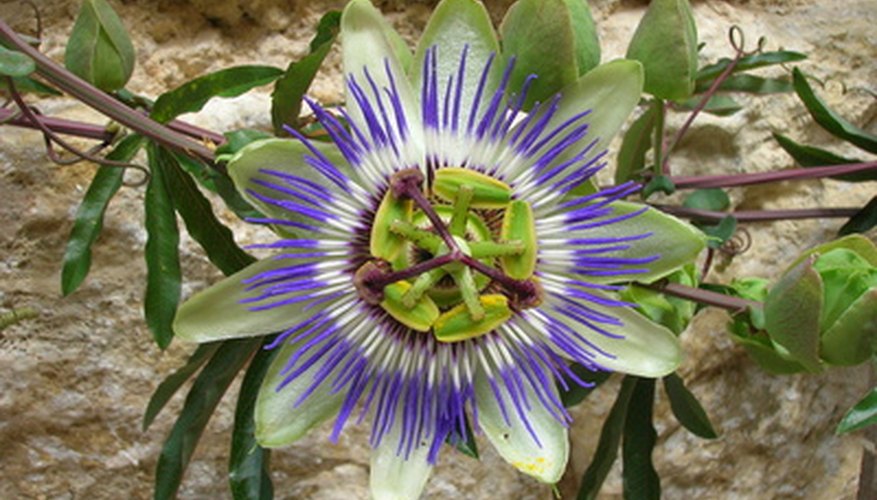 Native passionflower, Passiflora incarnata Native passionflower, Passiflora incarnata