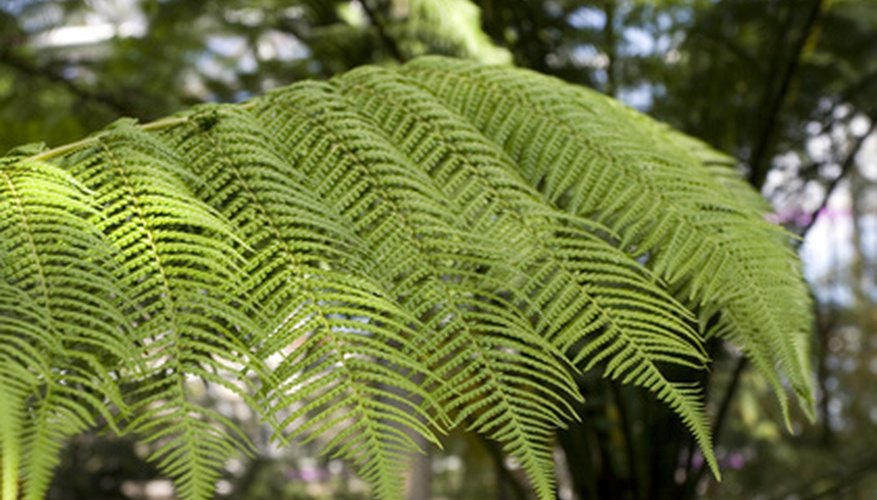 Tree ferns are large ferns borne on trunk-like stems Tree ferns are large ferns borne on trunk-like stems