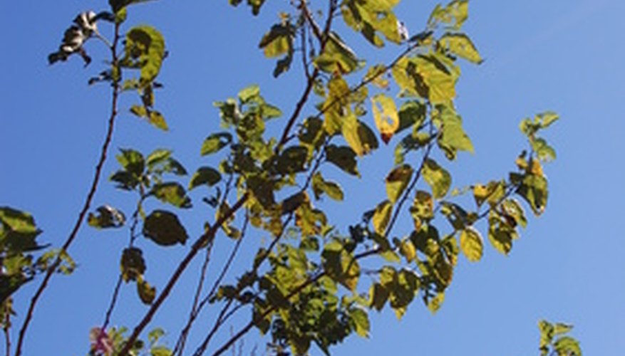 The plant rushes to grow leaves and stems that will support the growth of future flowers or fruits. The plant rushes to grow leaves and stems that will support the growth of future flowers or fruits.