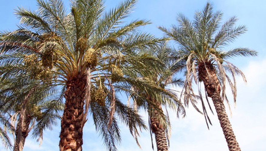 Palm bugs can harm otherwise healthy trees. Palm bugs can harm otherwise healthy trees.
